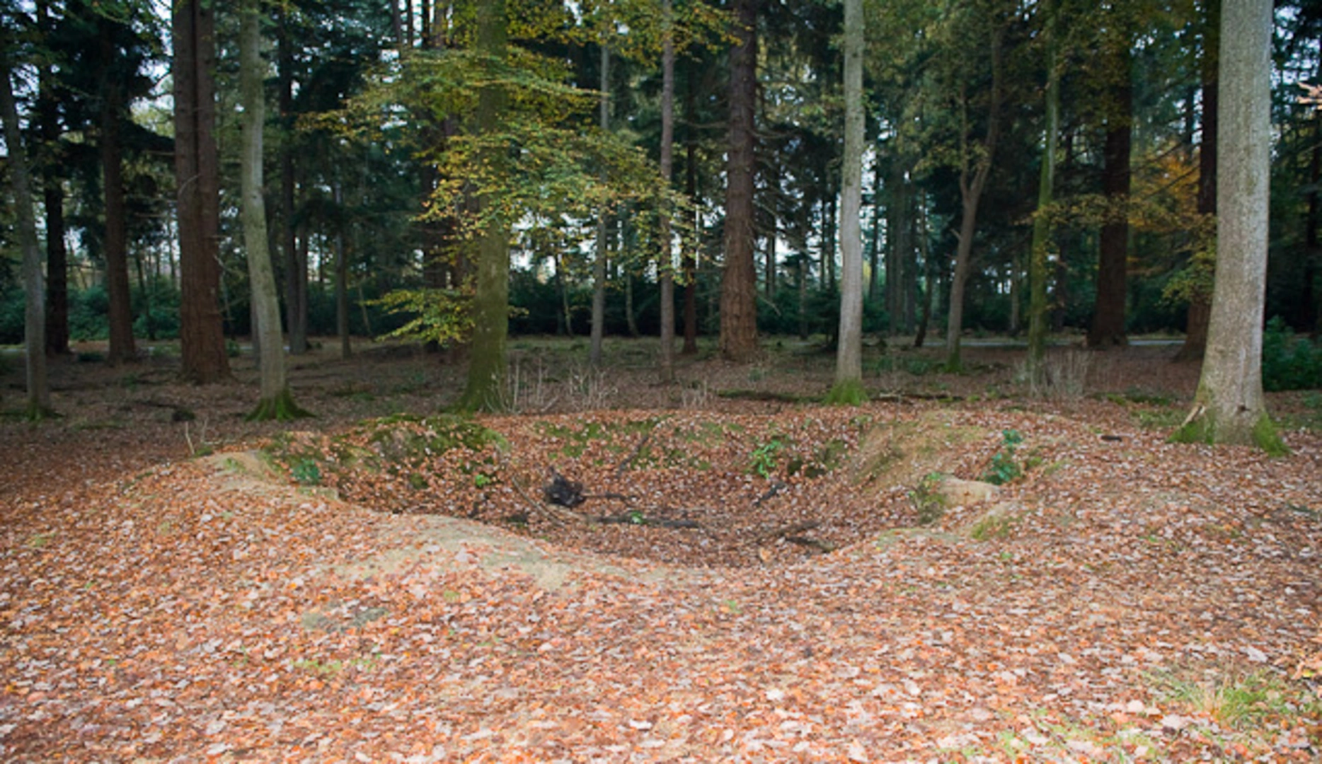 An image depicting the trail Tall Trees Accessible Trail and its surrounding area.