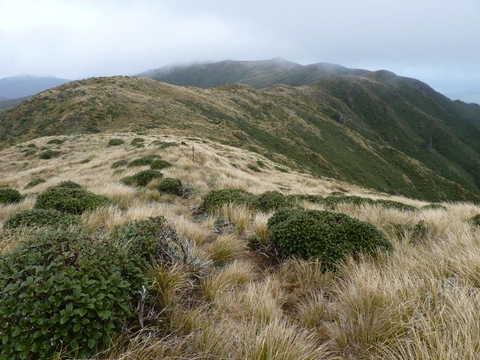 Knights-Shorts Loop Track