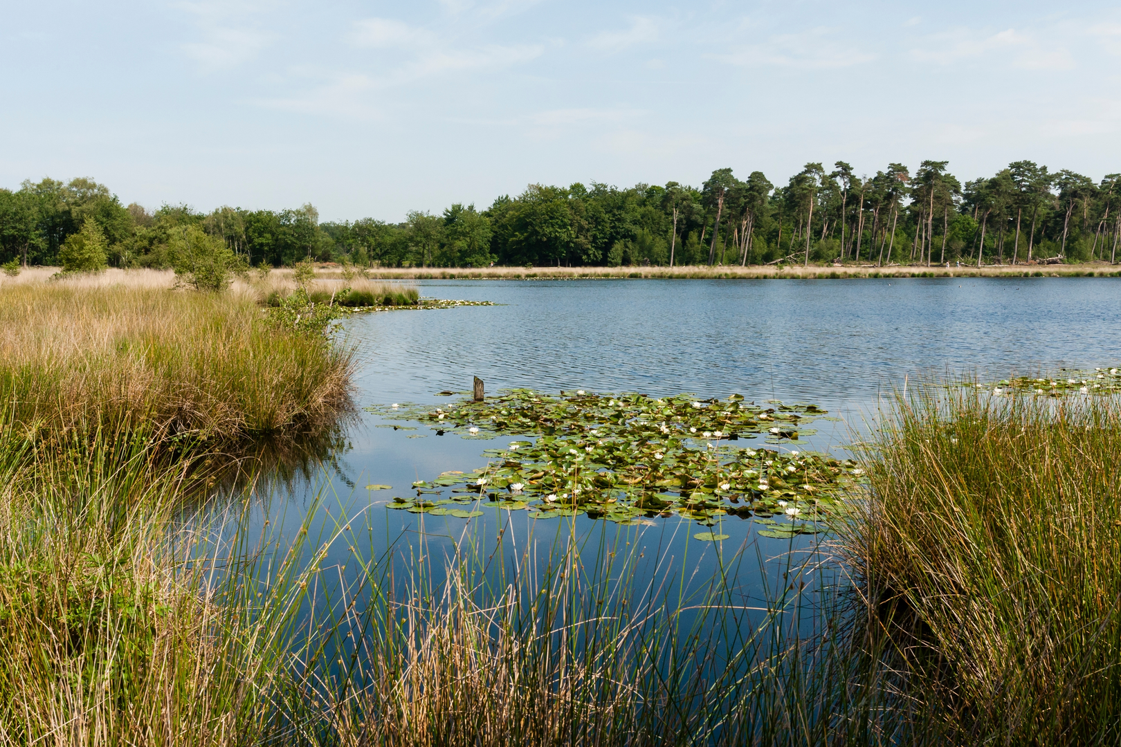 An image depicting the trail Kogelvangersven, Palingven and Belvers Ven Loop and its surrounding area.
