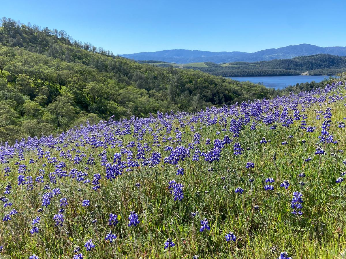 Valentine Vista and Moore Creek Loop Trail