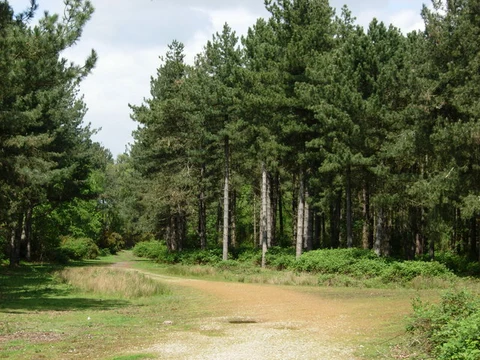 Dunwich Forest Loop