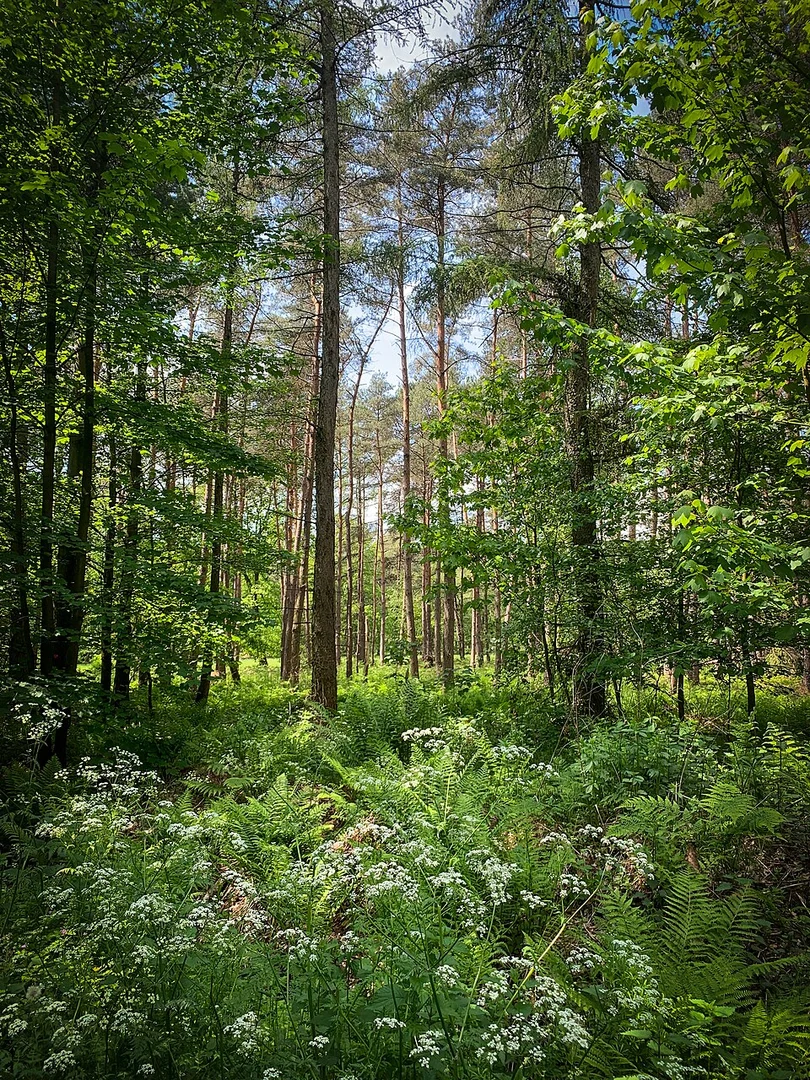 An image depicting the trail Klompenweg and Gladbeck Holten Loop and its surrounding area.
