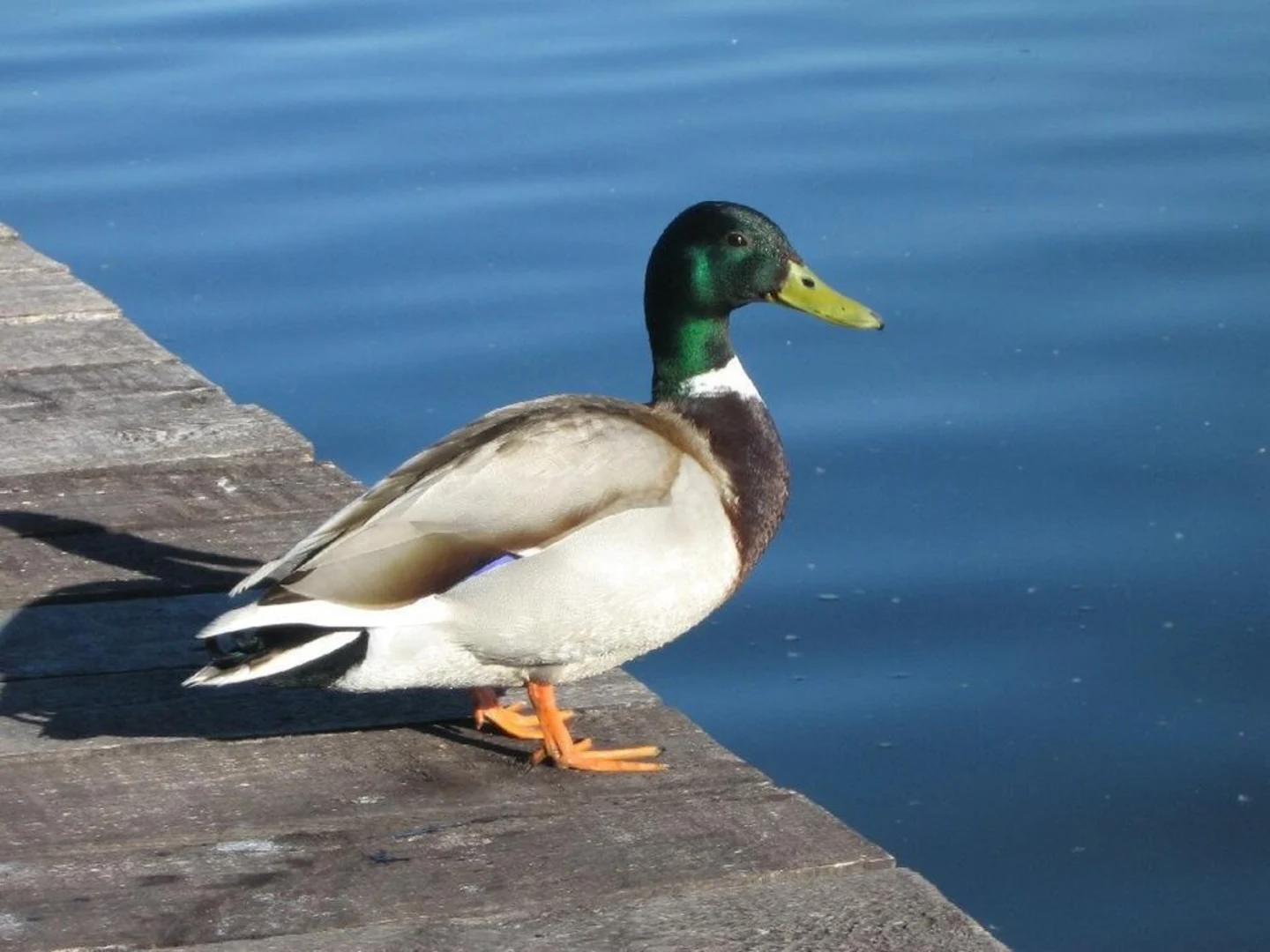 An image depicting the trail Marquardt - Nedlitz and its surrounding area.