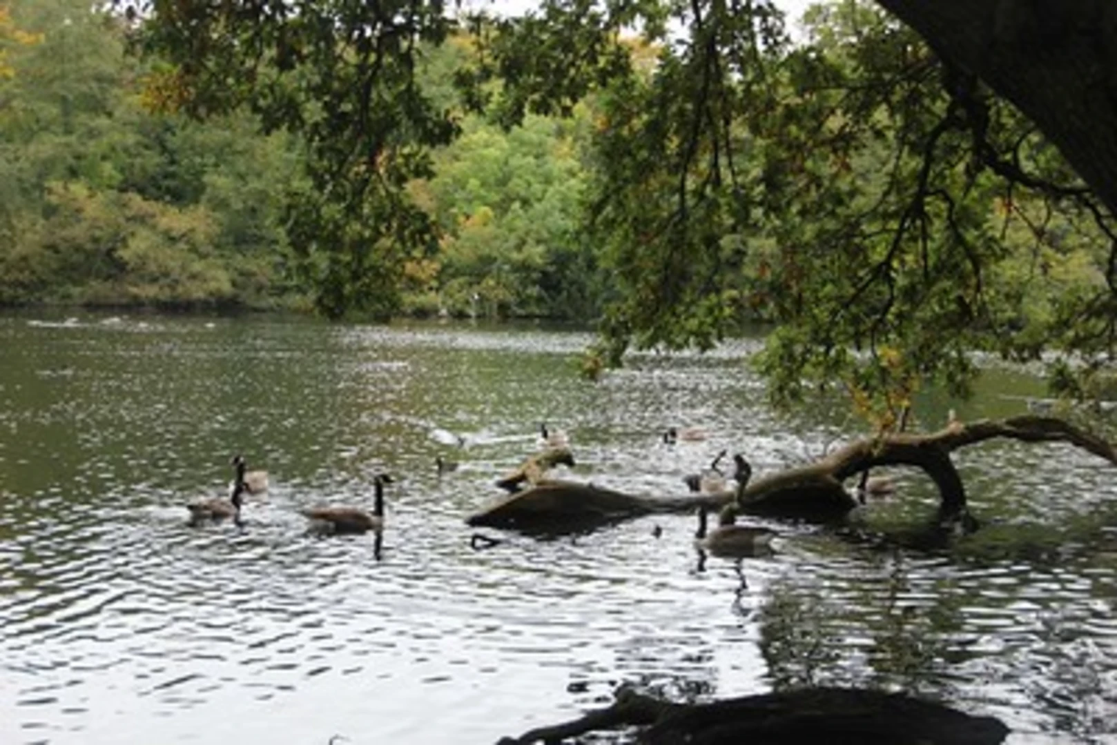 An image depicting the trail Highams Park and Connaught Water via Centenary Walk and its surrounding area.