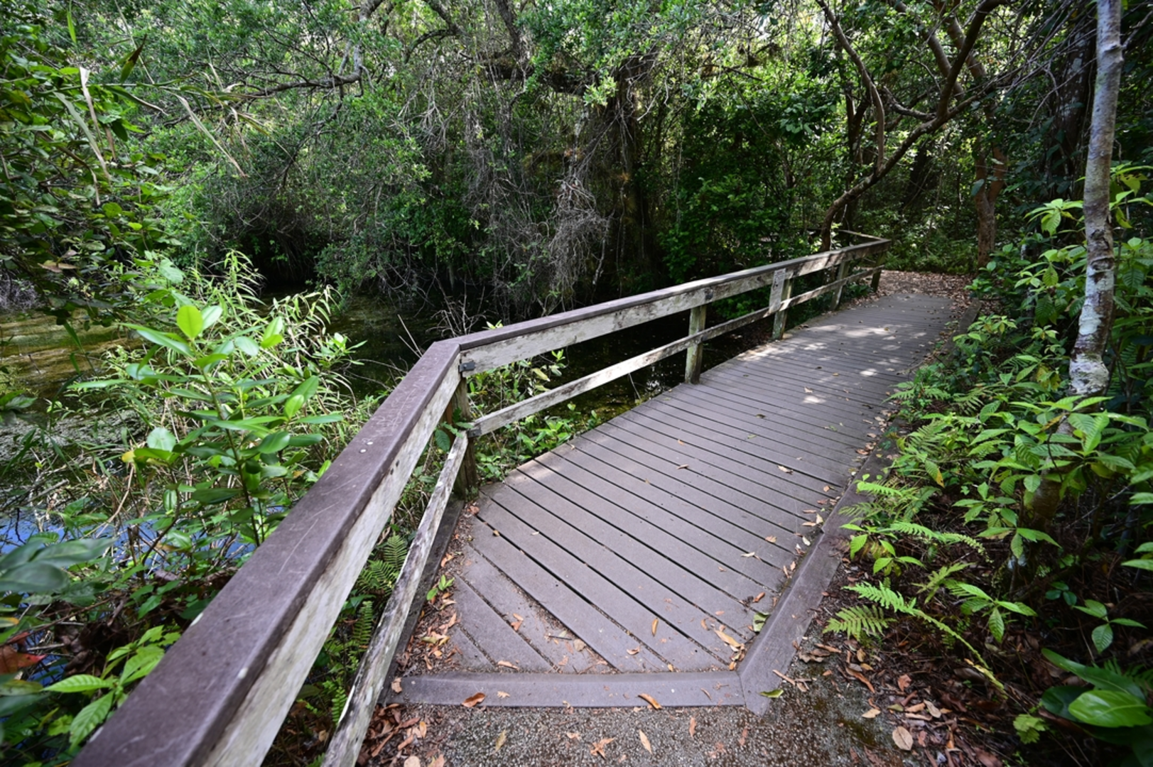 An image depicting the trail Gumbo Limbo Trail and its surrounding area.