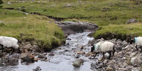 An image depicting the trail Kilmaine - Nature Walk and its surrounding area.