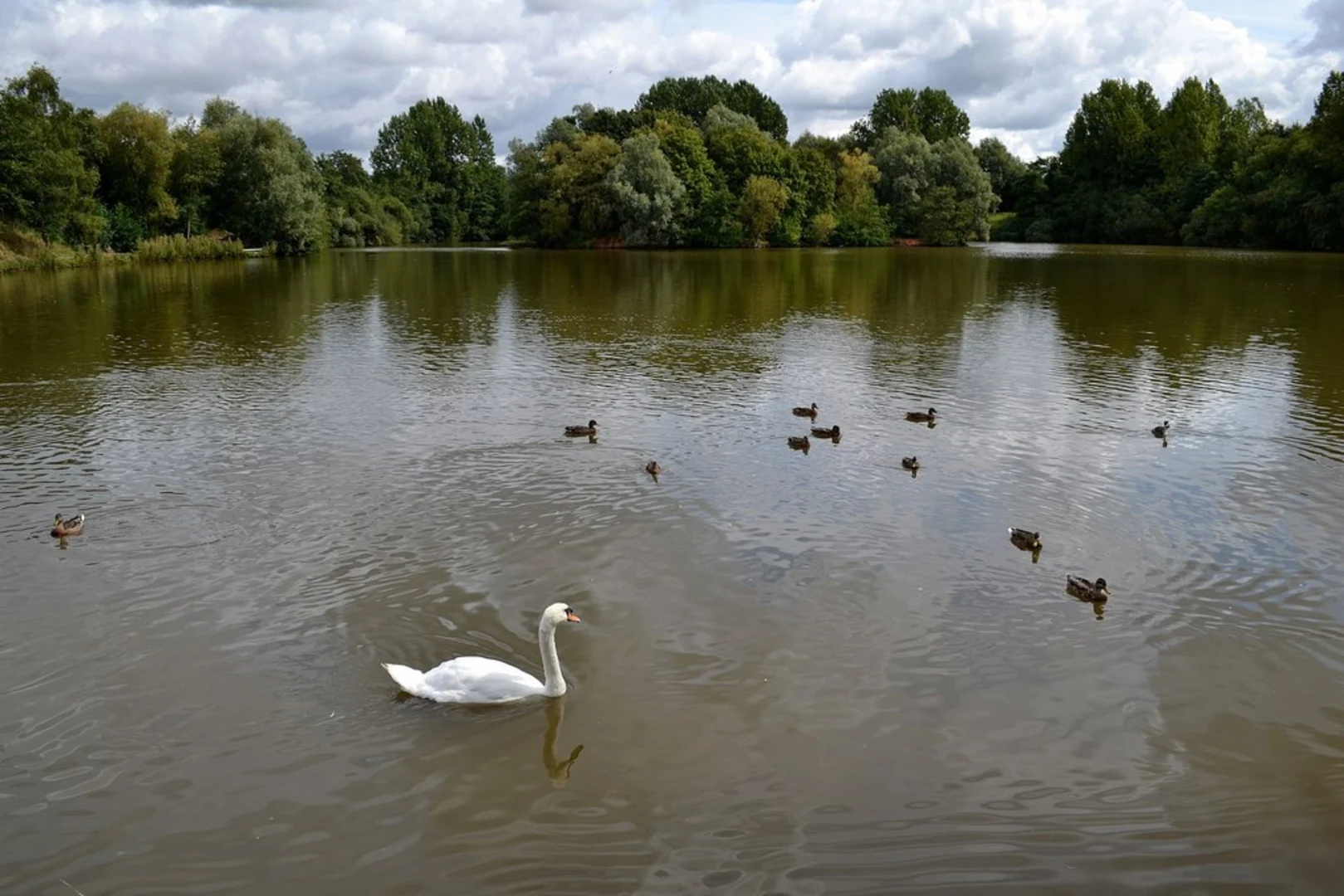 An image depicting the trail Ryton Pools Country Park Loop and its surrounding area.
