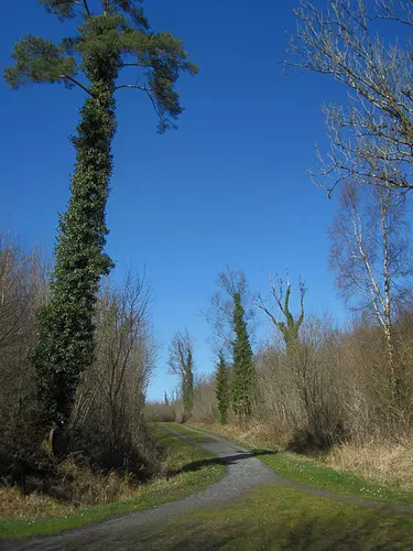 Coille an Fhaltaigh Millennium Park - Red Trail