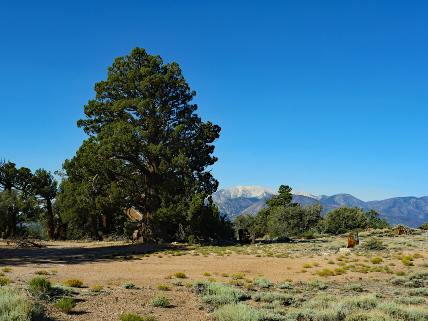 An image depicting the trail Wysup Peak via Pacific Crest Trail and its surrounding area.