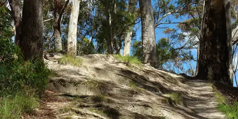 An image depicting the trail Piwakawaka Loop and its surrounding area.