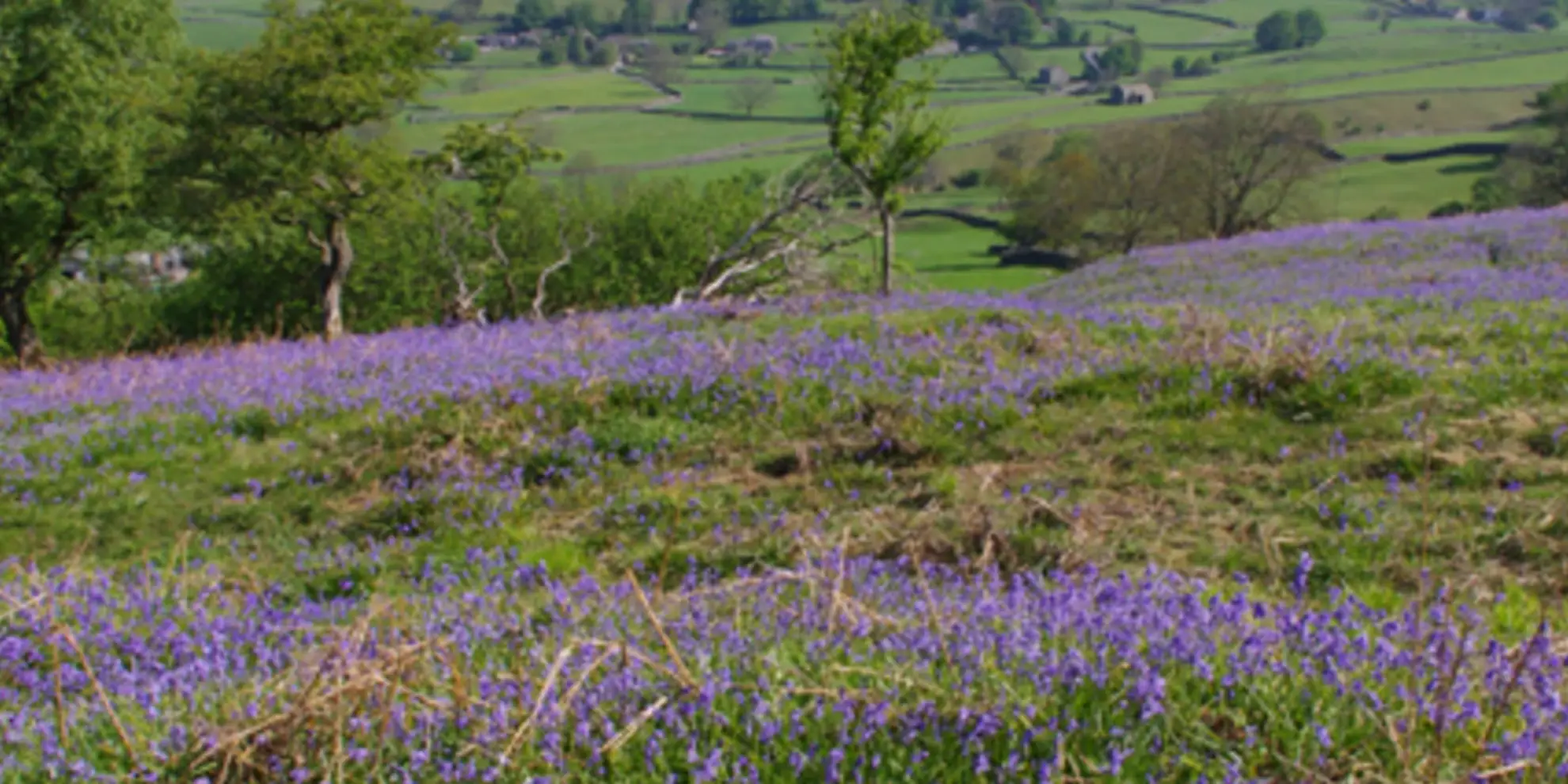 An image depicting the trail Oxenber and Wharfe Woods from Langcliffe and its surrounding area.