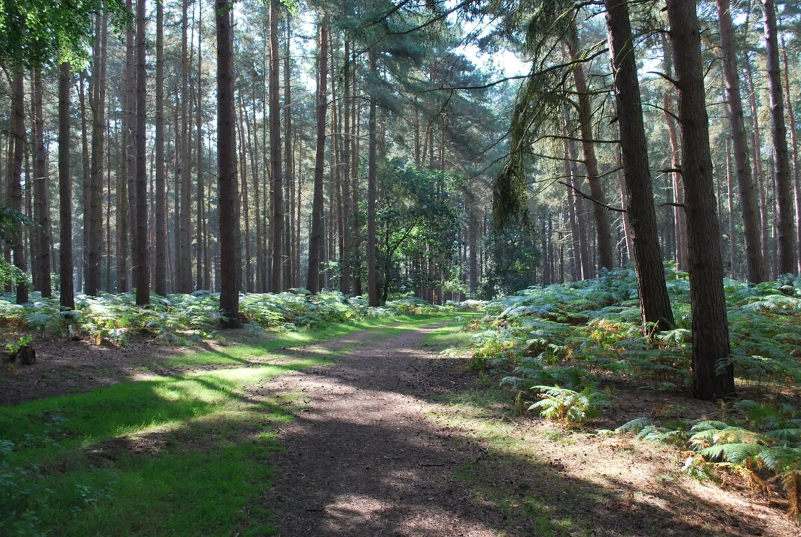 An image depicting the trail Rowney Warren Wood Loop and its surrounding area.