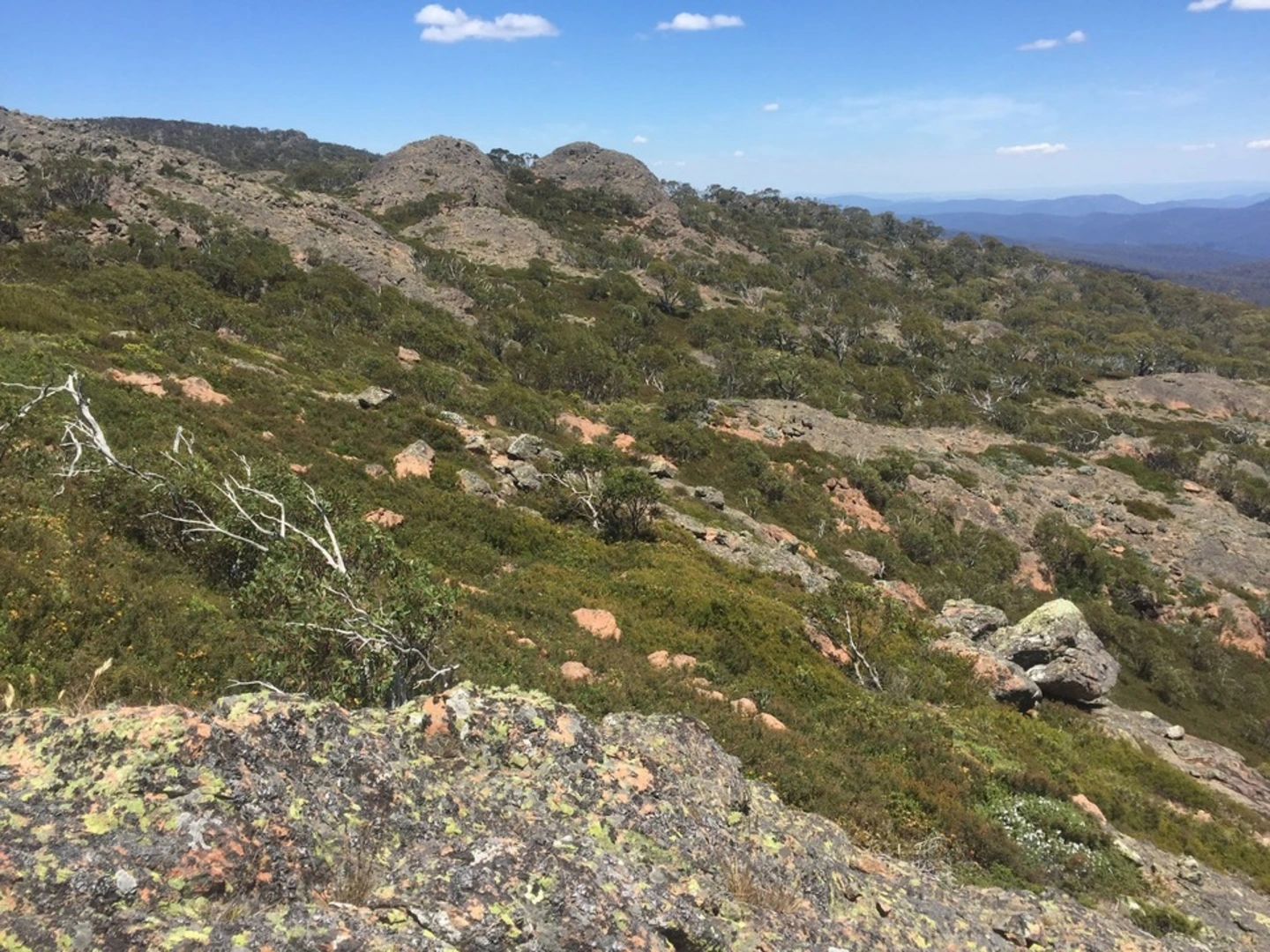 An image depicting the trail Mount Cobberas Circuit and its surrounding area.
