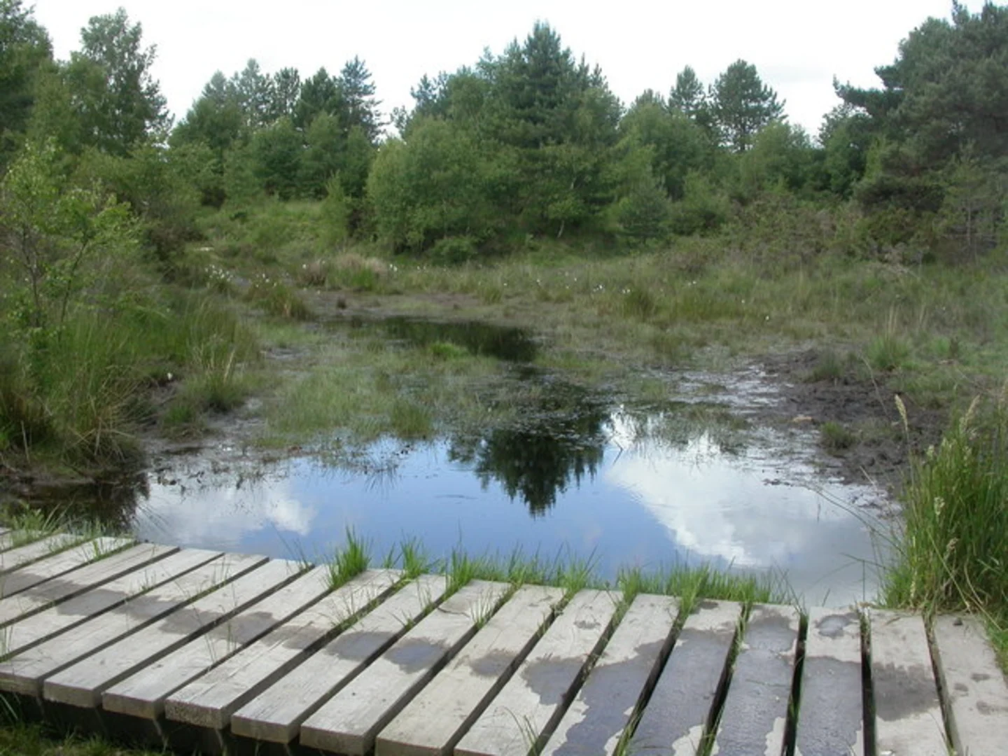 An image depicting the trail Ringwood Forest, Pistle Hill and Stephen's Castle Nature Reserve Loop and its surrounding area.