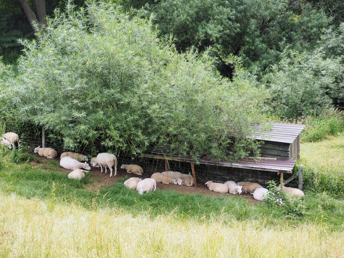 An image depicting the trail Everloo Rode Route and Hellingenpad Loop and its surrounding area.