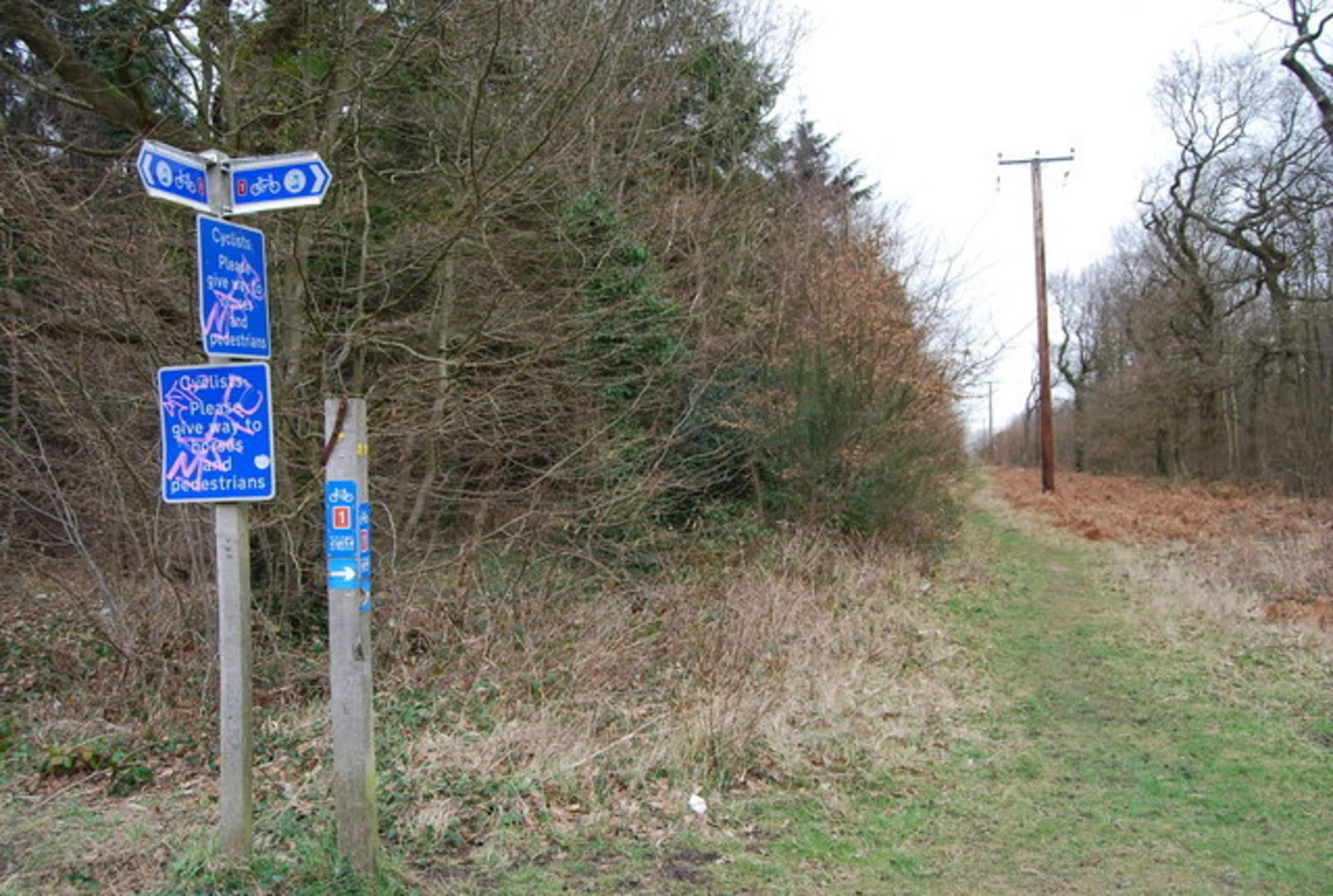 An image depicting the trail Clowes Wood and its surrounding area.
