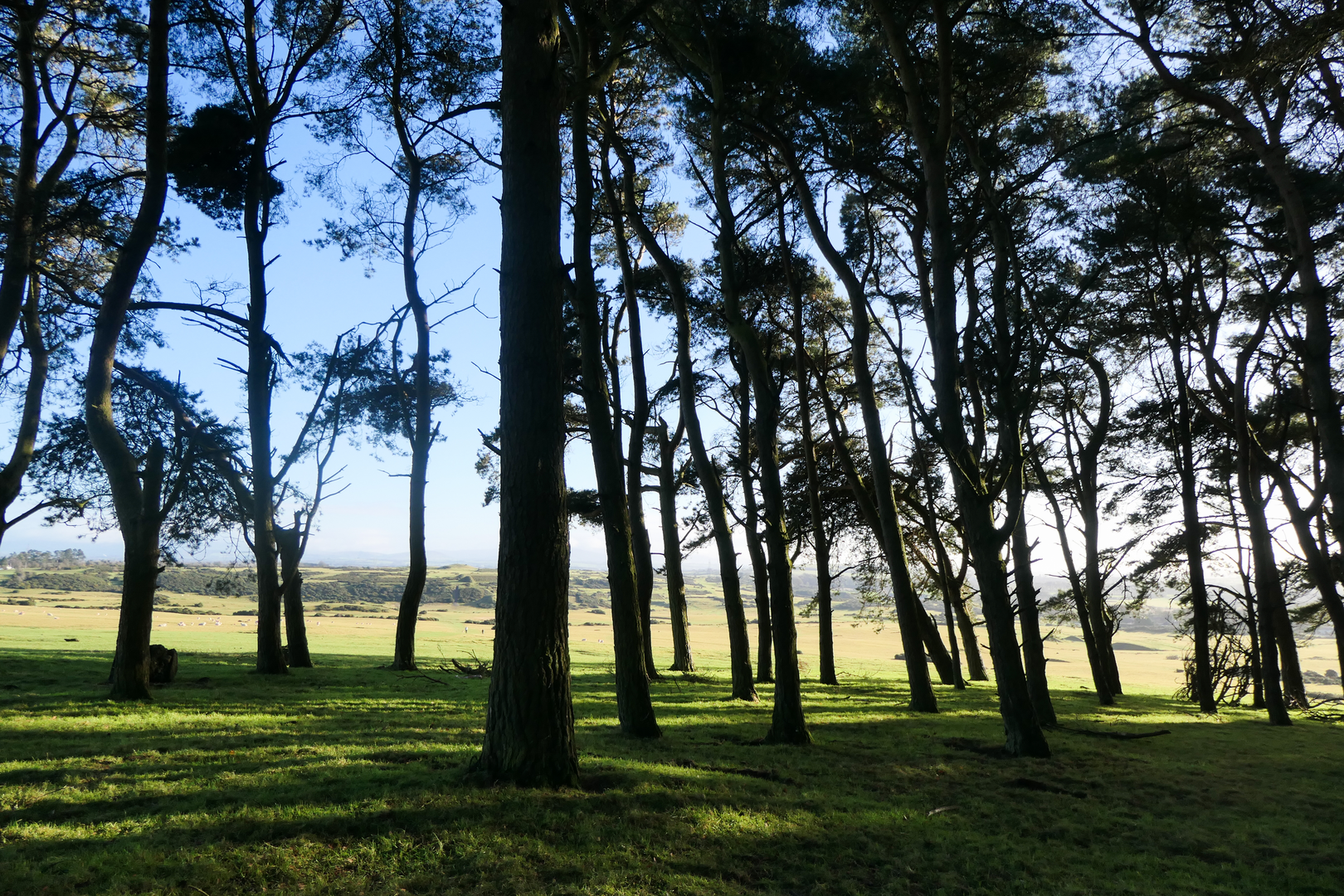 An image depicting the trail Kilanerin - Curragh Woods Loop and its surrounding area.