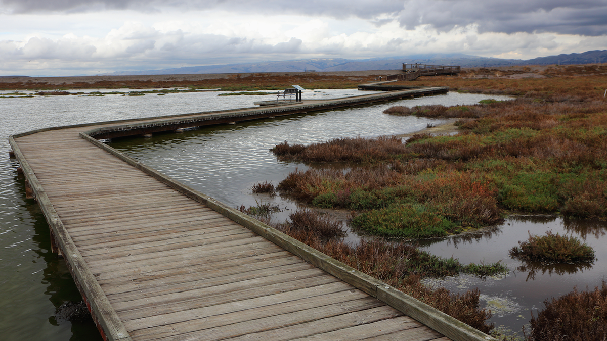 New Chicago Marsh Loop Trail