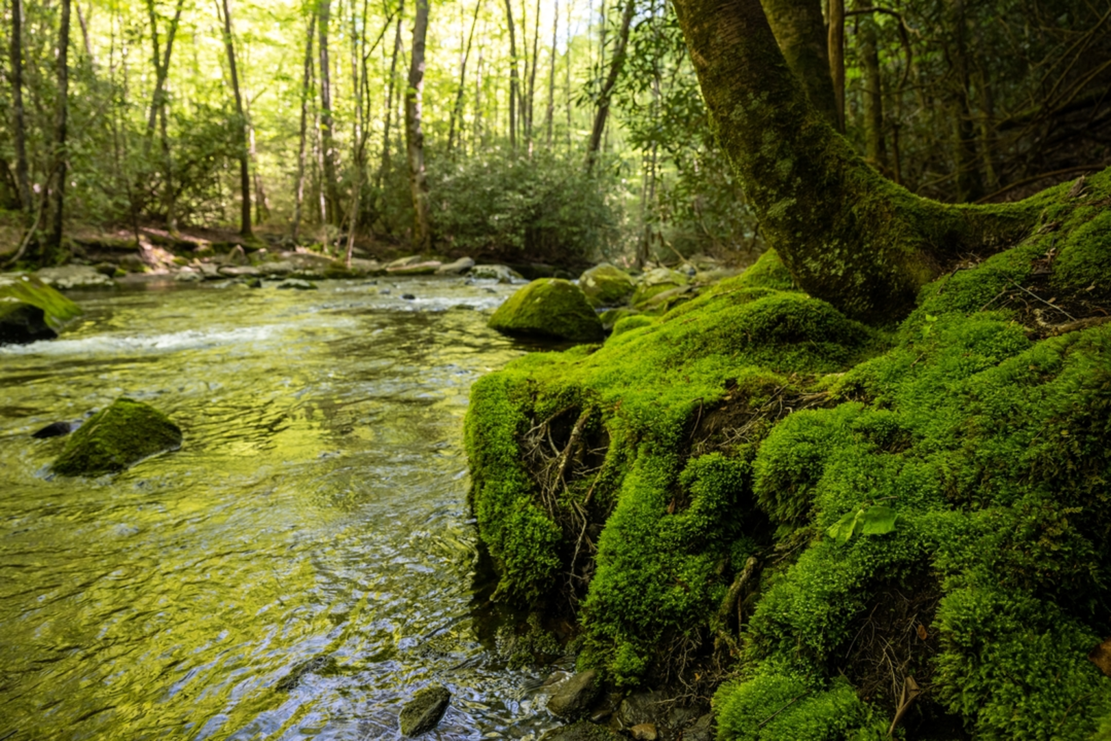 An image depicting the trail Indian Flats Falls via Middle Prong Trail and its surrounding area.