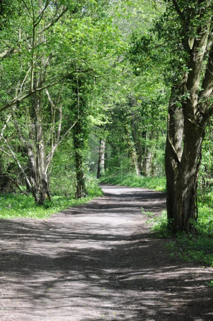 An image depicting the trail Shipton Wood, Brokenborough Park and Shipton Moyne Park Loop and its surrounding area.