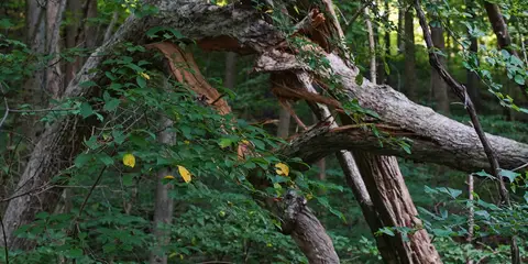 An image depicting the trail Ghost Town Trail and its surrounding area.