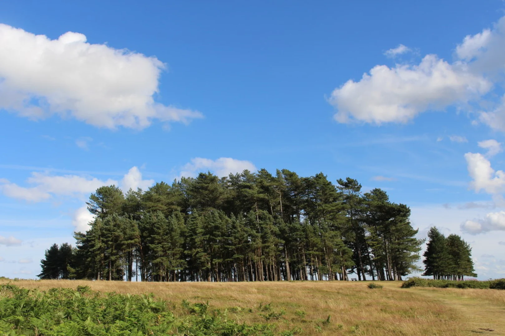 An image depicting the trail May Hill Walk and its surrounding area.