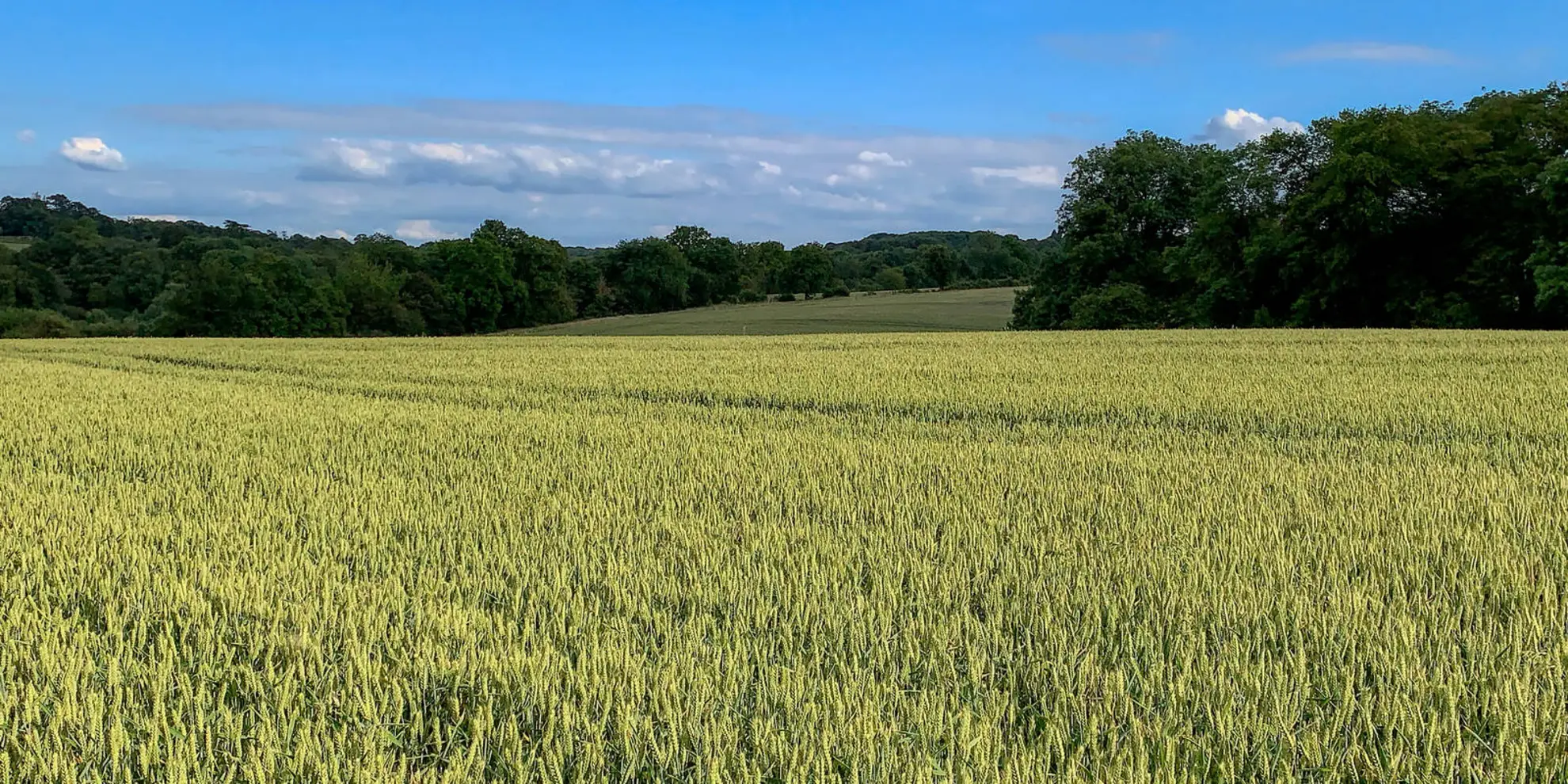 An image depicting the trail Essendon and Little Berkhamsted Circular and its surrounding area.