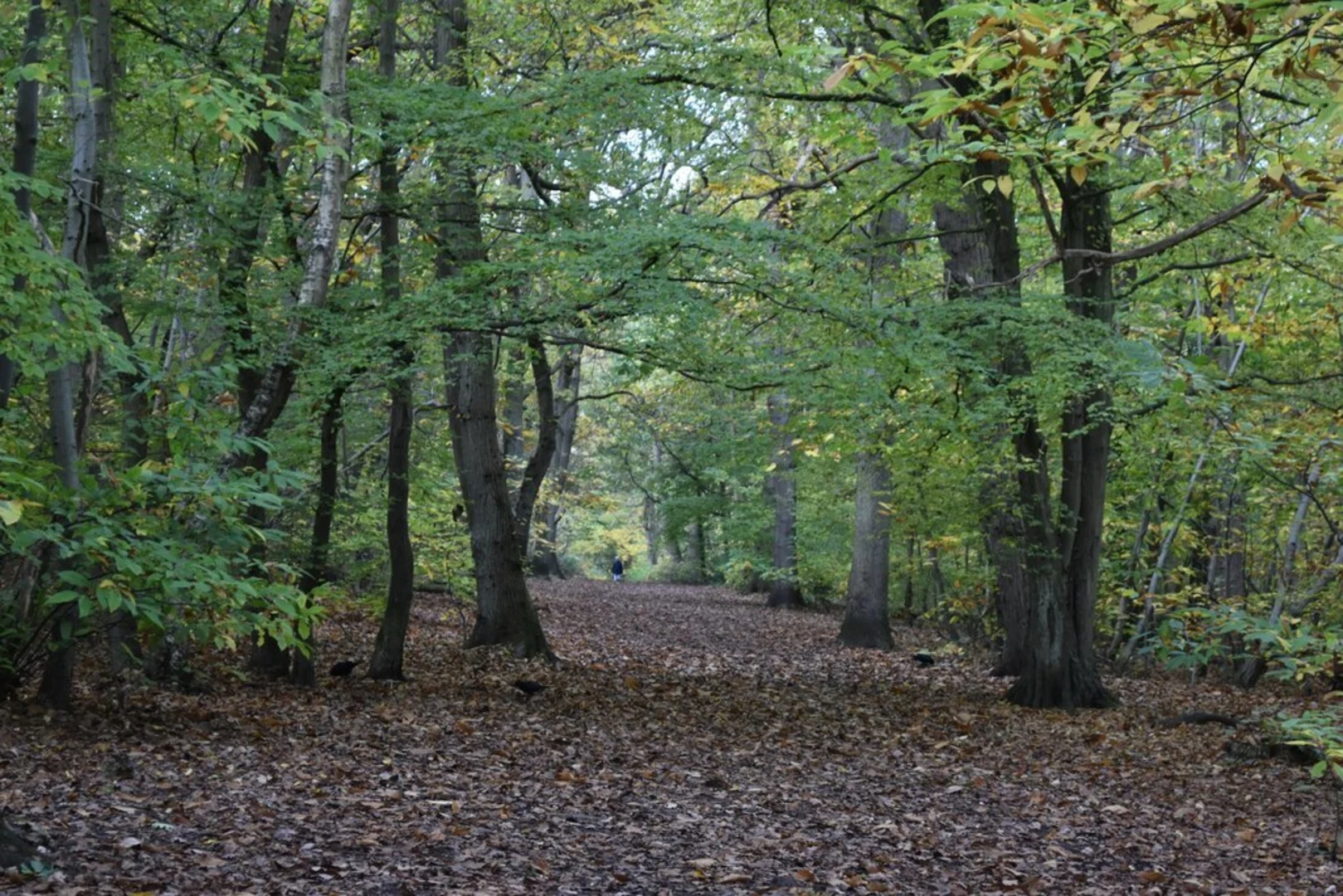 An image depicting the trail Elmstead Woods Loop and its surrounding area.