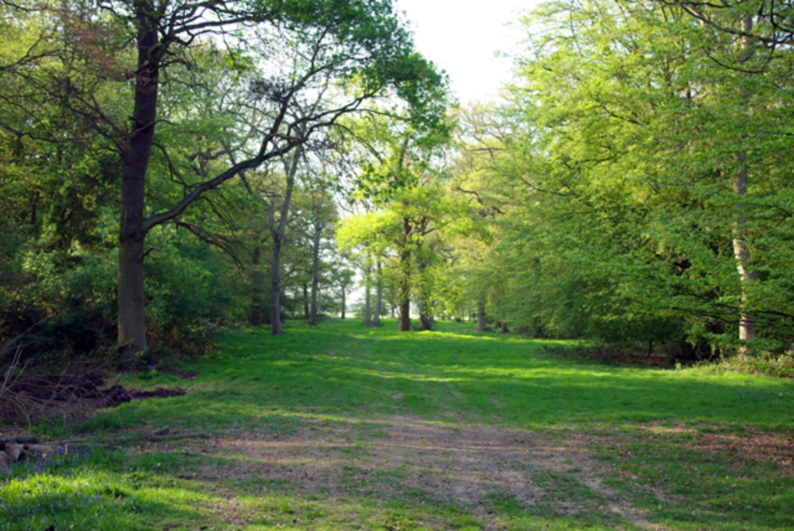 An image depicting the trail Toppinghoehall Wood Loop and its surrounding area.