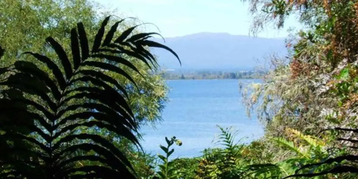 Pukawa Bay Walk - Pukawa Bush Walk Loop