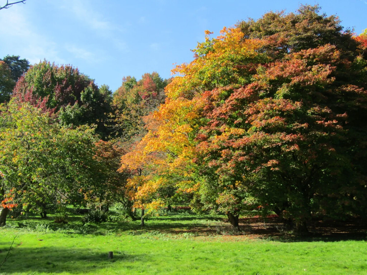 An image depicting the trail Hurtwood Copse, Winkworth Arboretum and Rowe's Flashe Loop and its surrounding area.