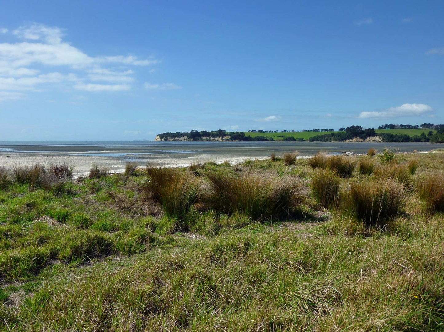 An image depicting the trail Okura Bush Walkway to Stillwater and its surrounding area.