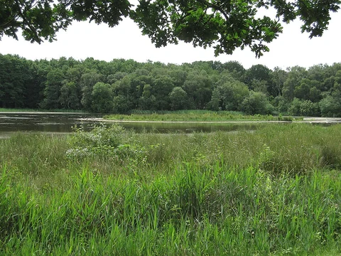 An image depicting the trail Redgrave and Lopham Fen Loop and its surrounding area.