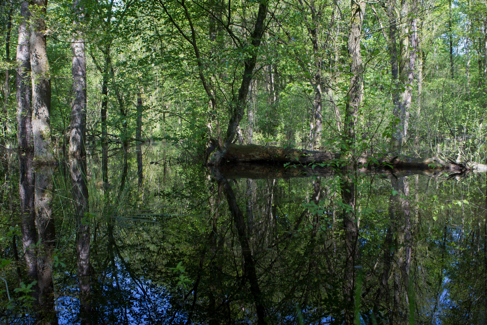 An image depicting the trail Dwingelderzand, Spaarbankbosch and Anserdennen Loop and its surrounding area.