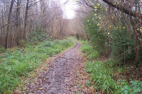 An image depicting the trail Hemsted Forest Loop and its surrounding area.