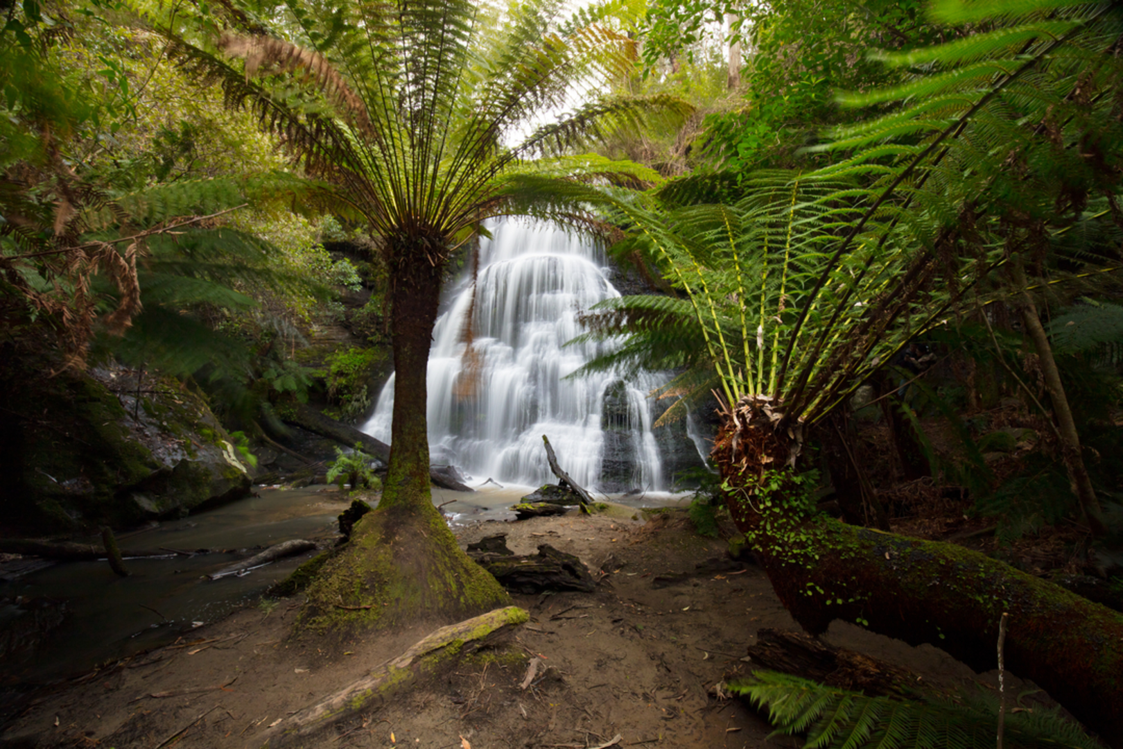 An image depicting the trail Lorne Waterfall Circuit Trail and its surrounding area.