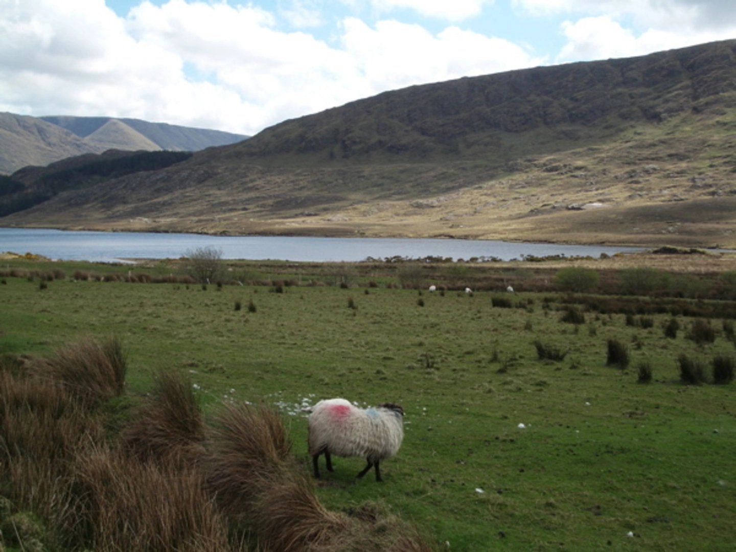 An image depicting the trail Ben Gorm Mountains Loop and its surrounding area.
