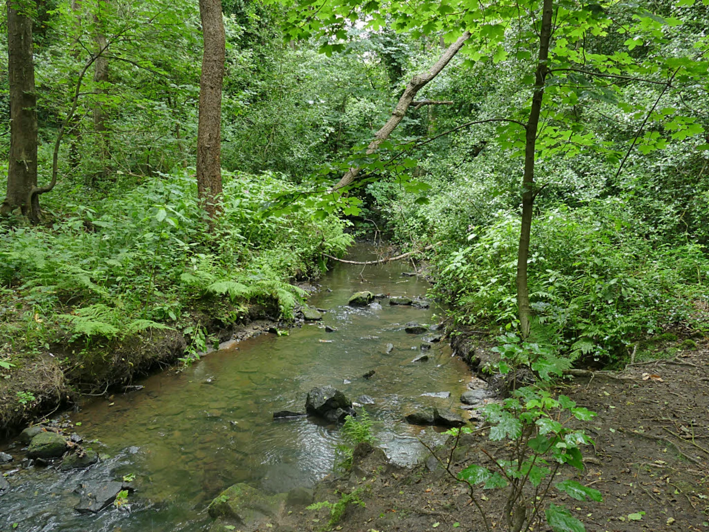 An image depicting the trail Adel and Scotland Wood Loop and its surrounding area.