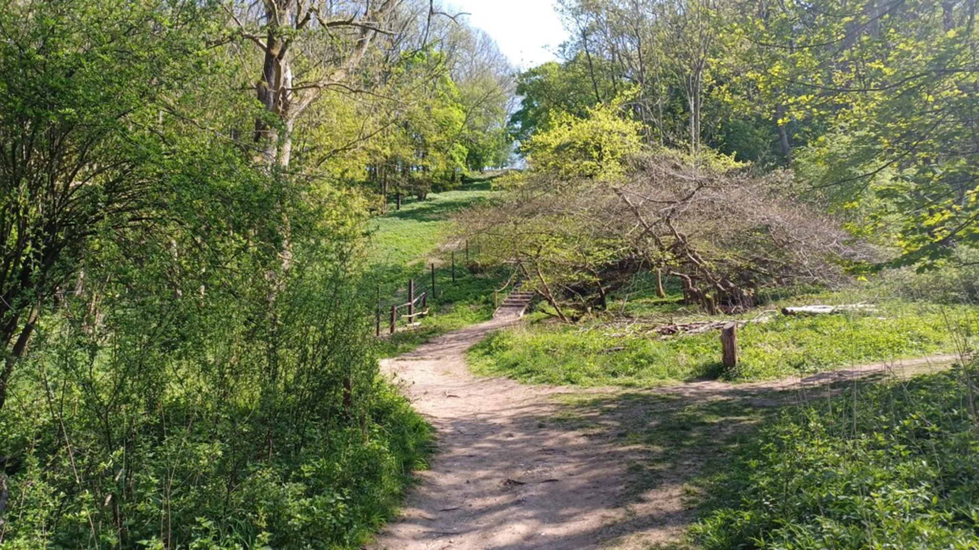 An image depicting the trail National Trust - Ashridge Estate and Incombe Hill Loop and its surrounding area.