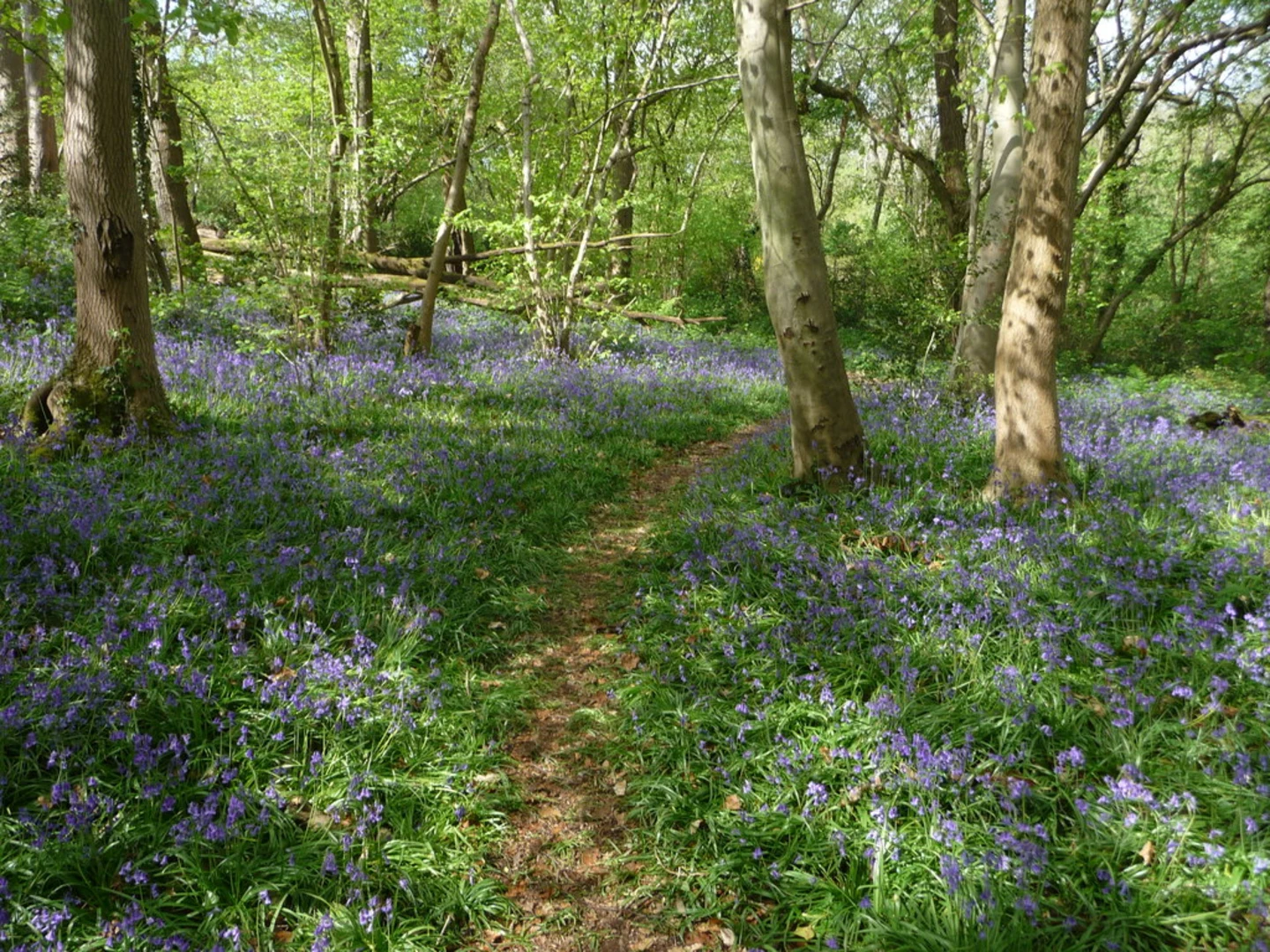 An image depicting the trail Farley Mount Country Park and Little West Wood Loop and its surrounding area.