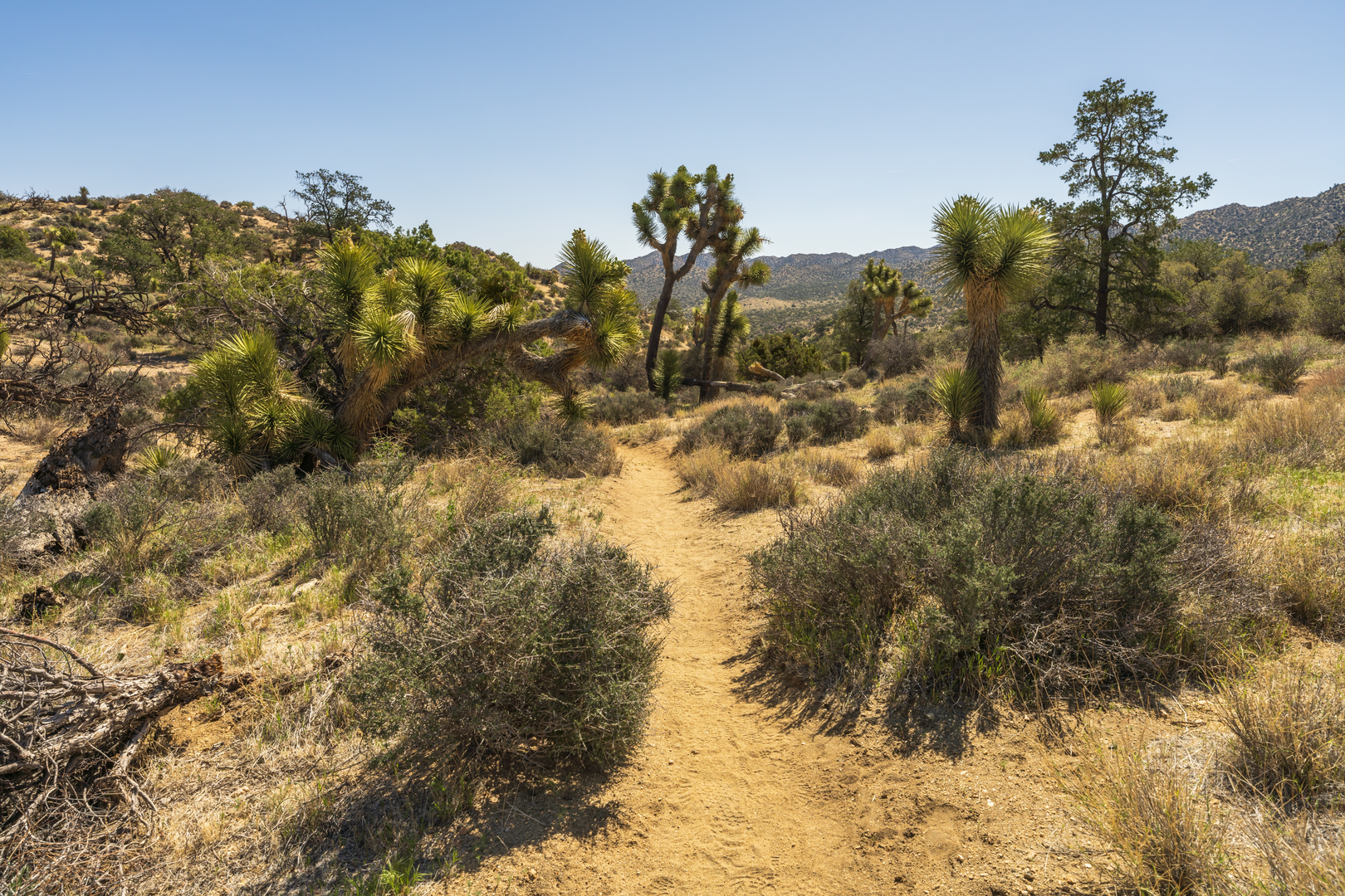 An image depicting the trail Cactus Loop Trail and its surrounding area.