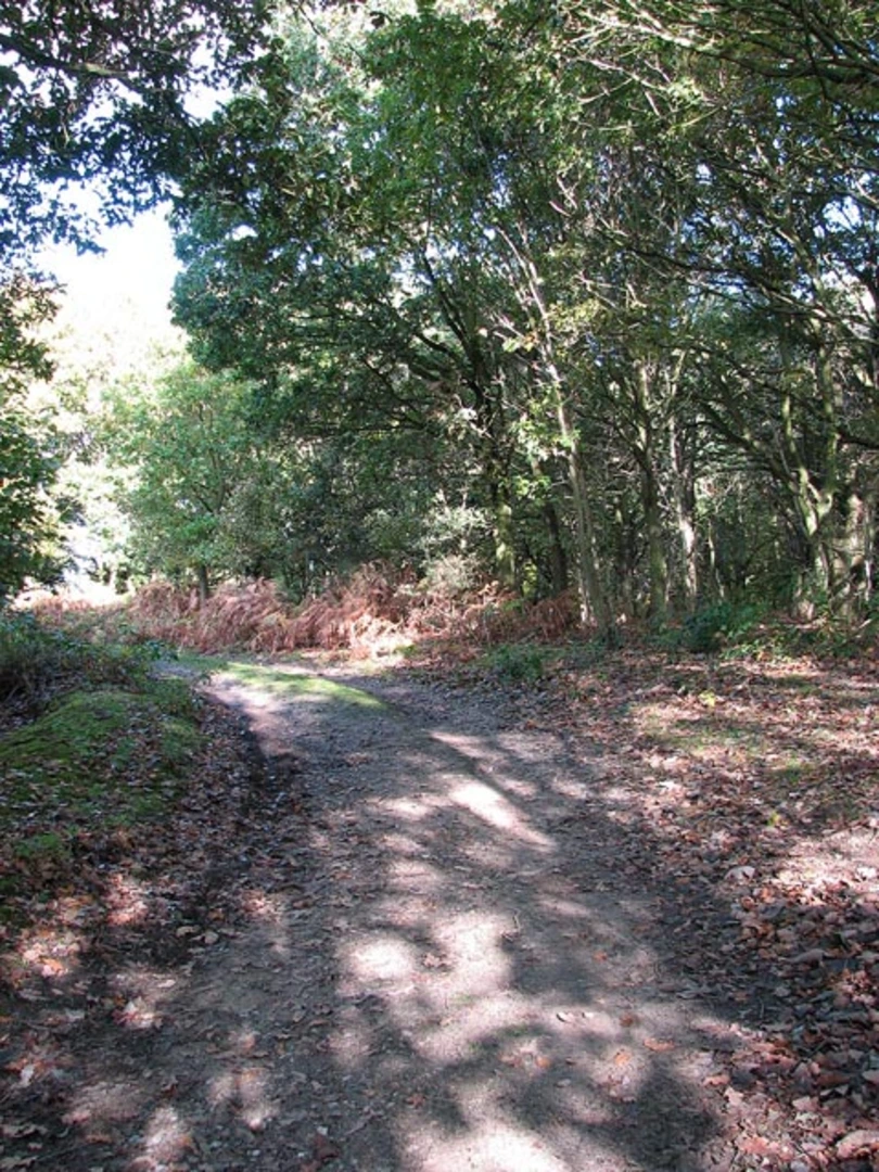 An image depicting the trail Tanglewood Loop - Tungate and its surrounding area.