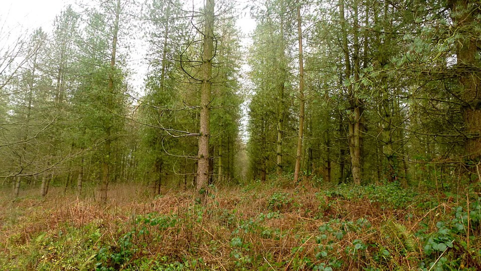 An image depicting the trail Yazor Wood Walk and its surrounding area.