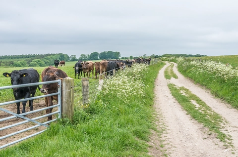 An image depicting the trail West Dean Woods Nature Reserve Loop and its surrounding area.