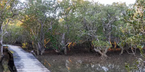 An image depicting the trail Waitangi to Haruru Falls Trail and its surrounding area.