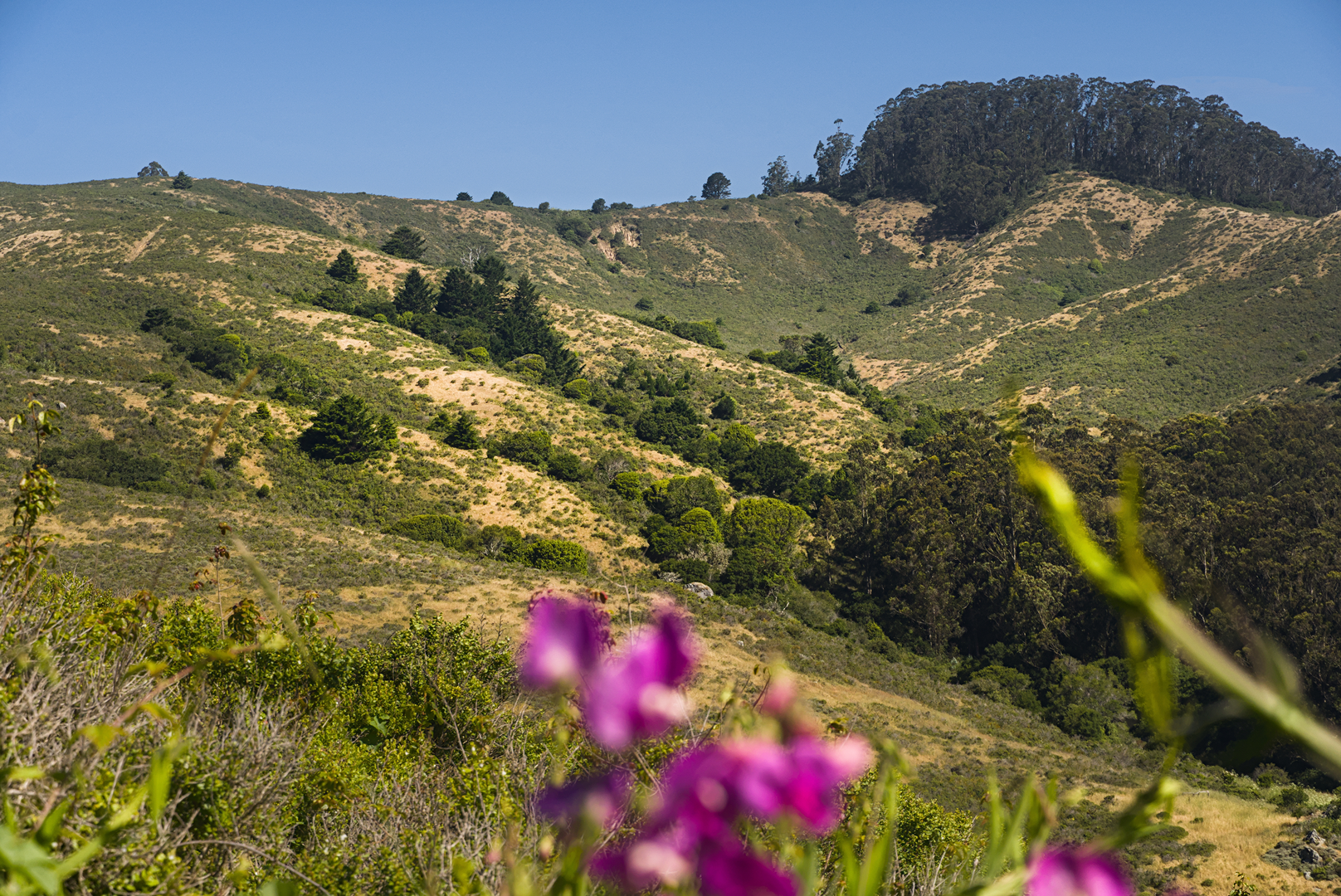 An image depicting the trail Engagement Hill Loop via SCA Trail and California Coastal Trail and its surrounding area.