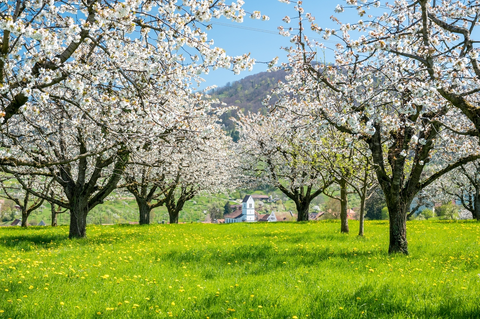 Baselbieter Chirsiweg