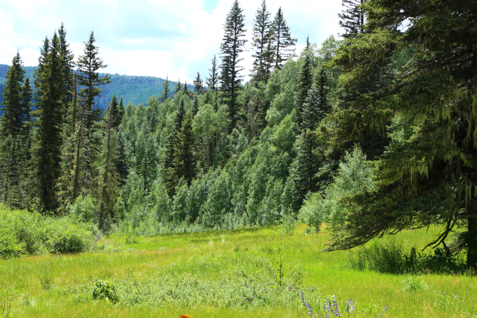 An image depicting the trail Priest Cut Off Trail via Priest Gulch Trail and its surrounding area.