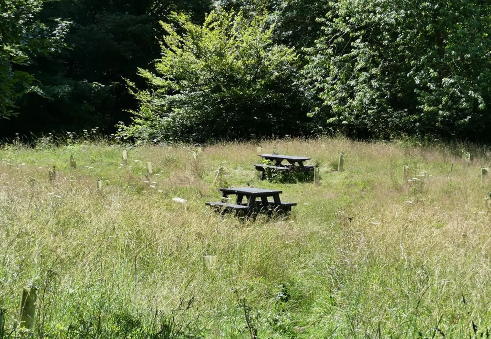 An image depicting the trail Causey to Beamish Loop via Ousbrough Wood Nature Reserve and its surrounding area.