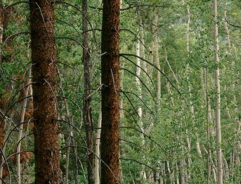 An image depicting the trail Difficult Creek Trail and its surrounding area.